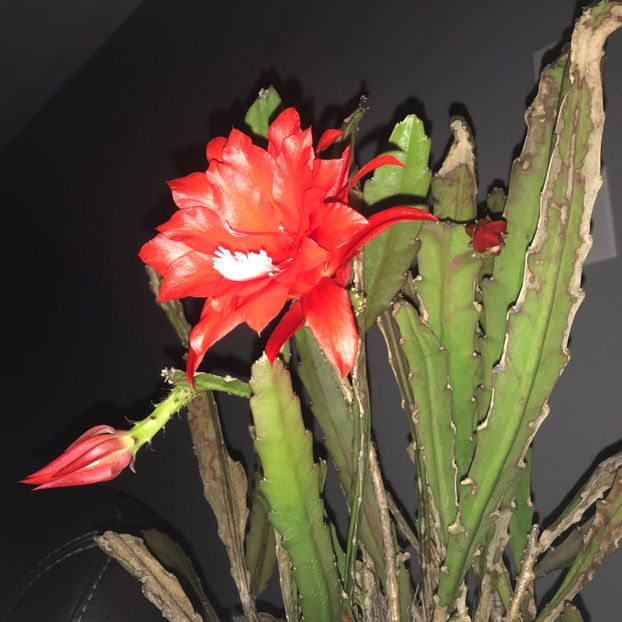  - Plante de interior 2019