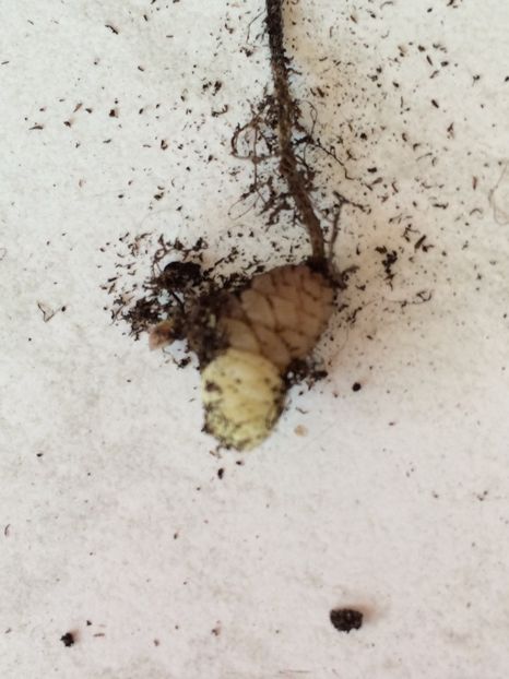 Din rizomul vechi a crescut unul nou - Probleme