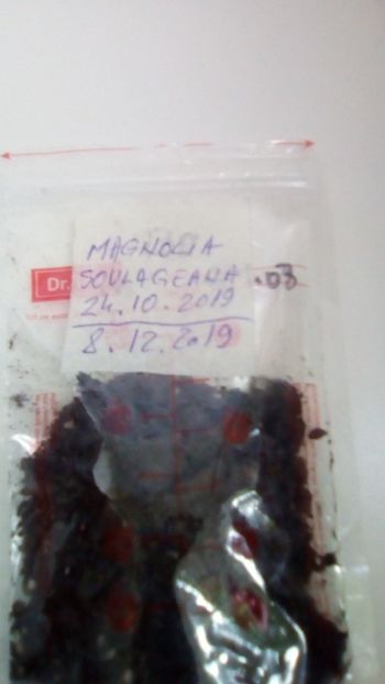Stratificare 45 de zile - Inmultire prin seminte la magnolie