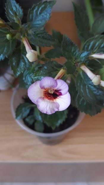  - P19 - September Queen