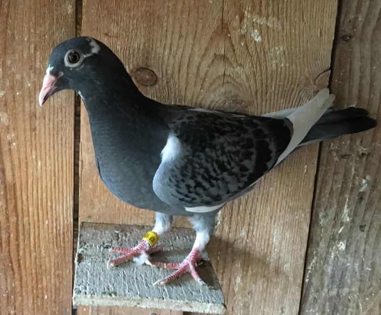 70666565_161003591647339_1856052584909897728_o - Pui 2019