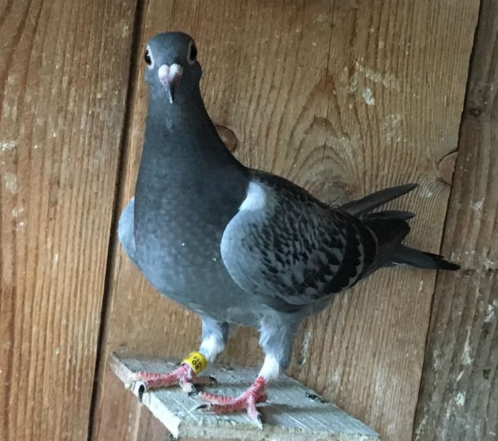 71168467_161003534980678_1748202996874870784_o - Pui 2019