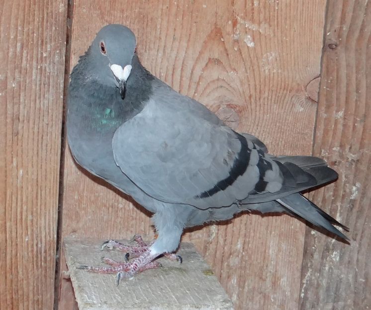 71727574_164252171322481_3571535558851166208_o - pereche 1