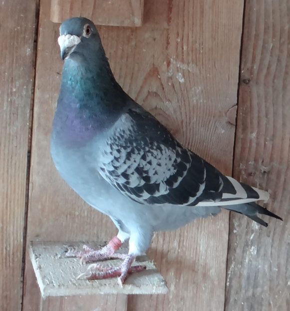 72347315_164252747989090_6166857254986317824_o - pereche 1