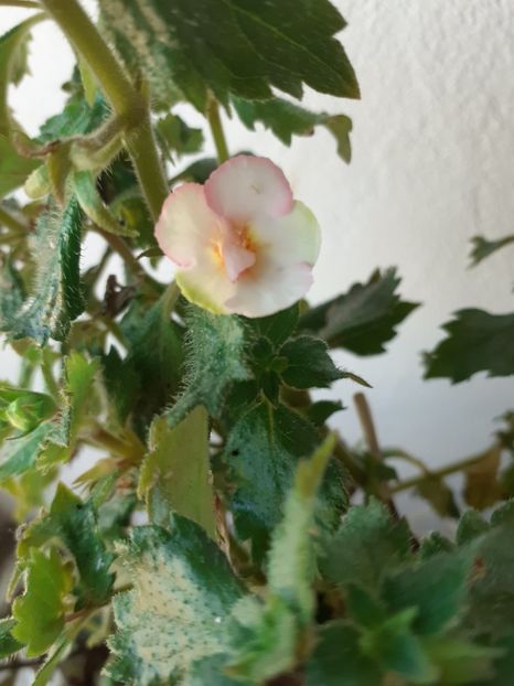  - 2016 achimenes