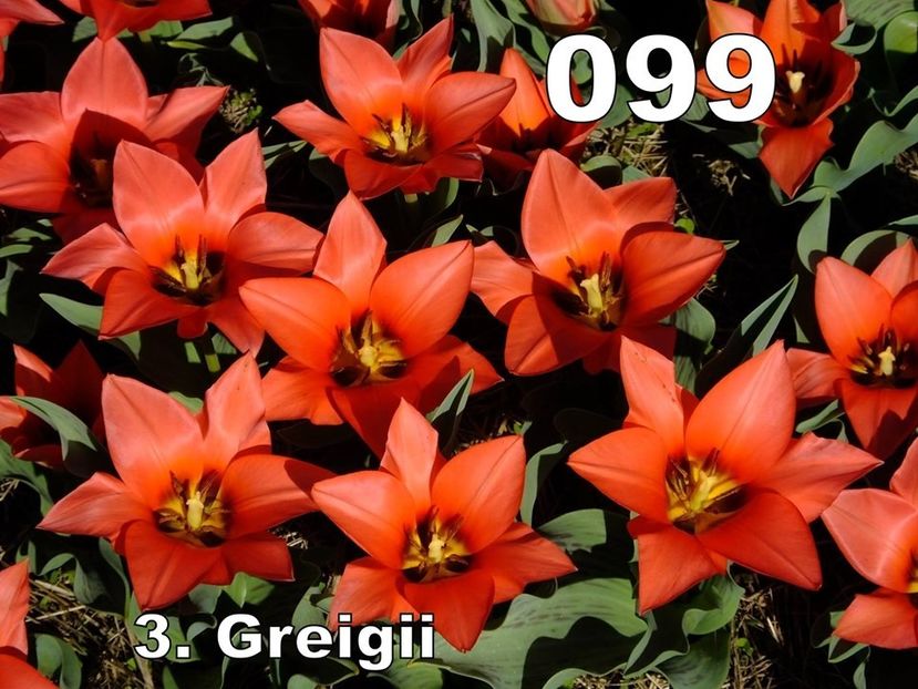 lalele cadou 099 - b Comenzi plante copaci 2018 2019