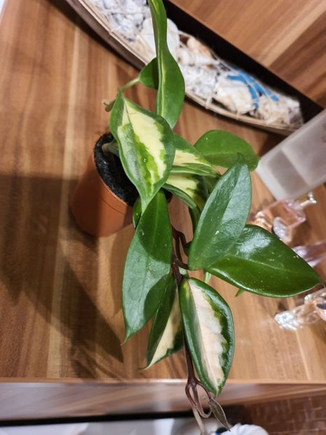  - Disponibile Noiembrie