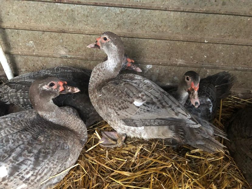 La nani - Bomboane asortate 2019