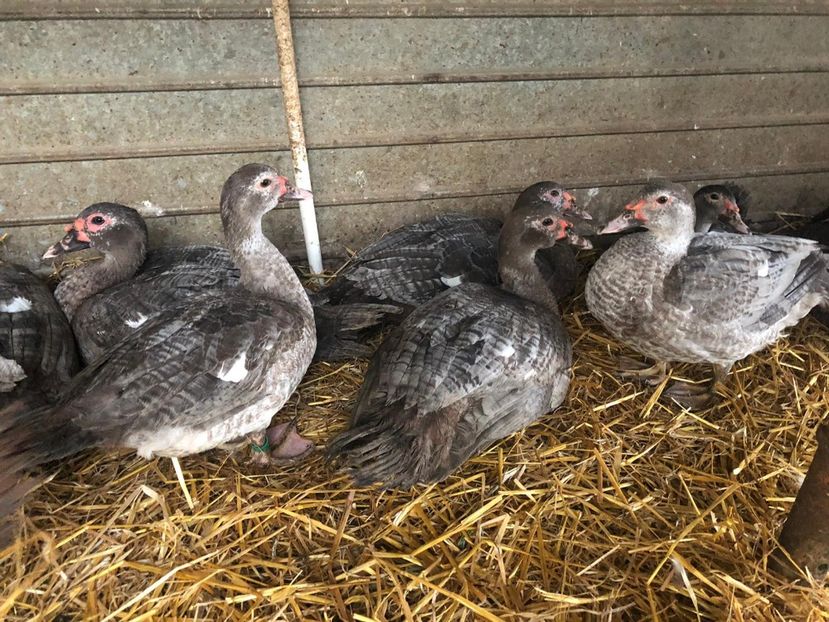  - Bomboane asortate 2019