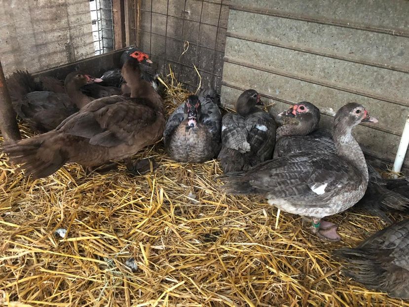  - Bomboane asortate 2019