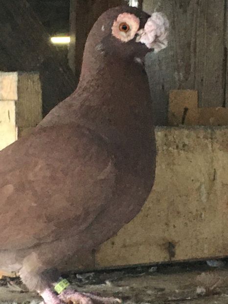 34FCBBAC-3E73-4DD9-AF1C-A23BED2601FC - Berberi 2019