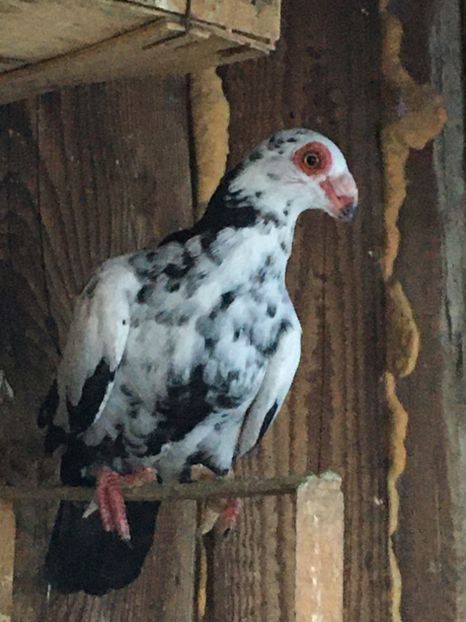 91A0B12F-6268-4D94-876C-E45A23CD2951 - Berberi 2019