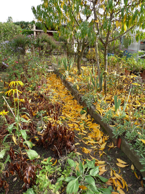  - 2019 - 03 - Toamna