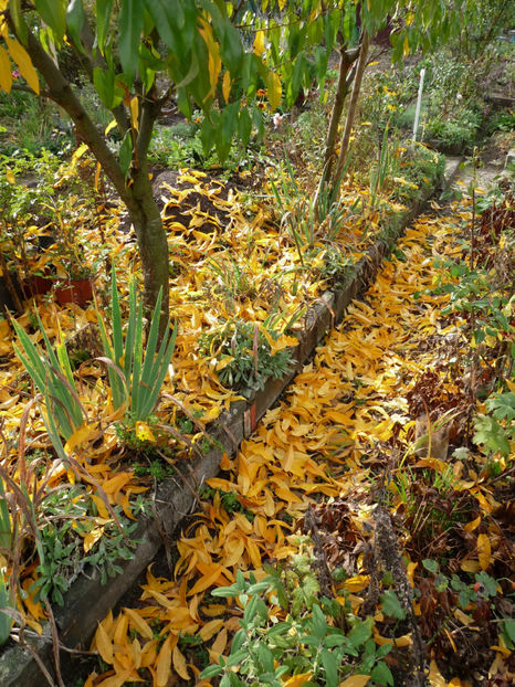  - 2019 - 03 - Toamna