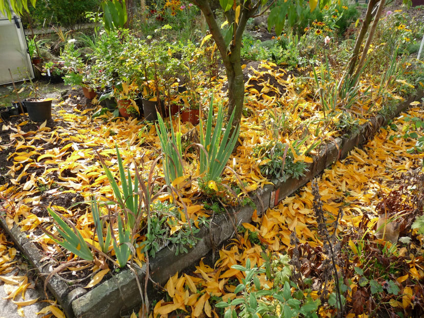 An de an spectaculos! - 2019 - 03 - Toamna