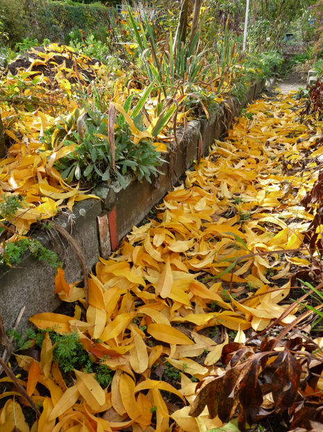  - 2019 - 03 - Toamna