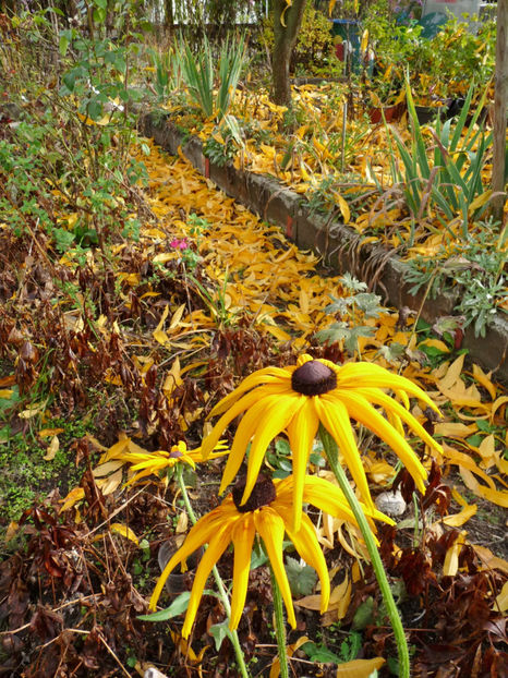  - 2019 - 03 - Toamna