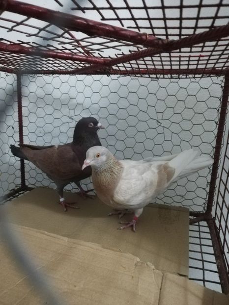  - Porumbei Gutani Culori mai rare