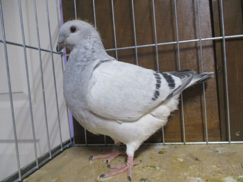 04340-19 - Tineret 2019