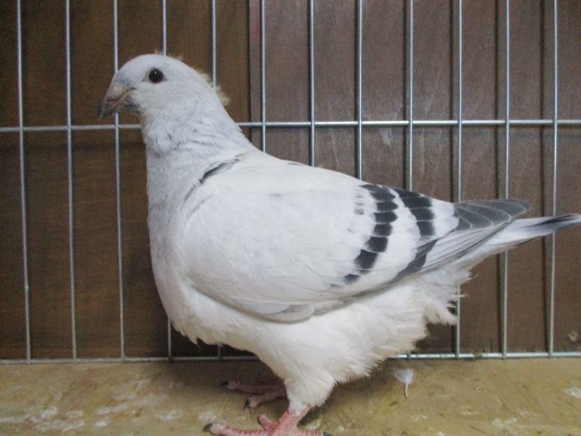 04000-19 - Tineret 2019