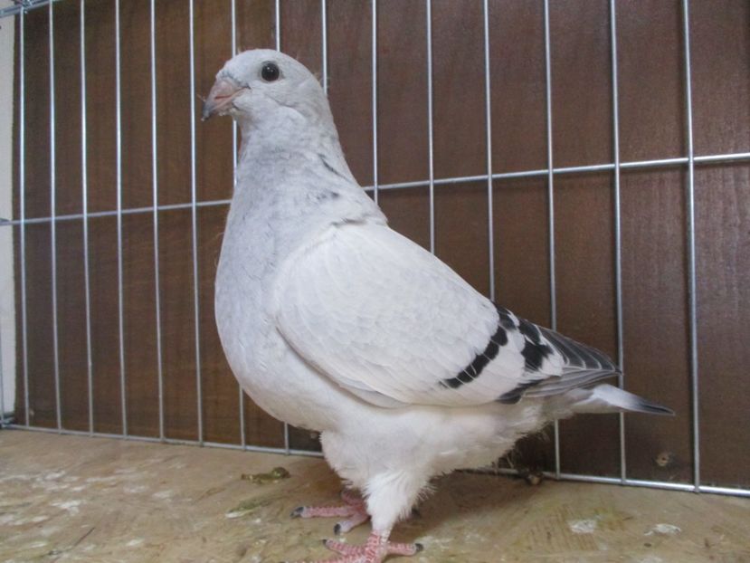 04330-19 - Tineret 2019