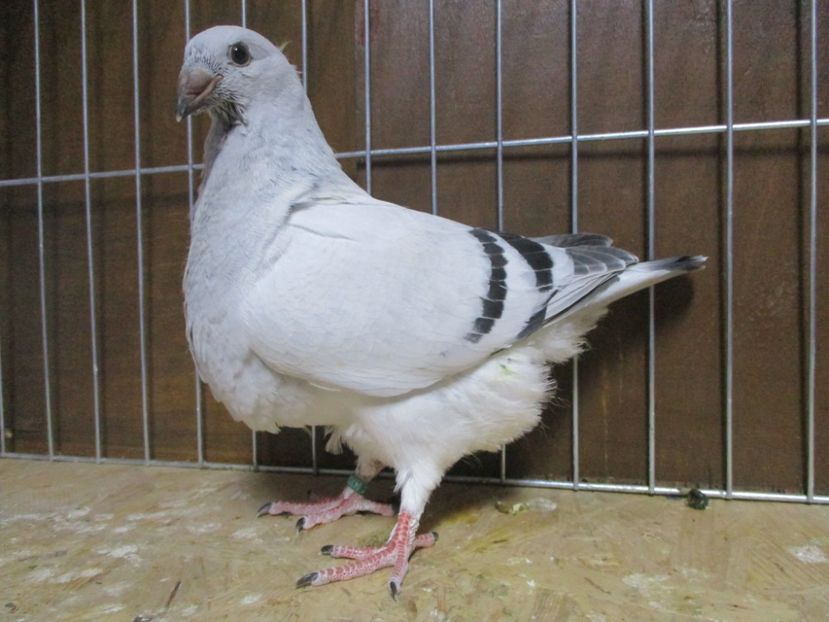 04300-19 - Tineret 2019