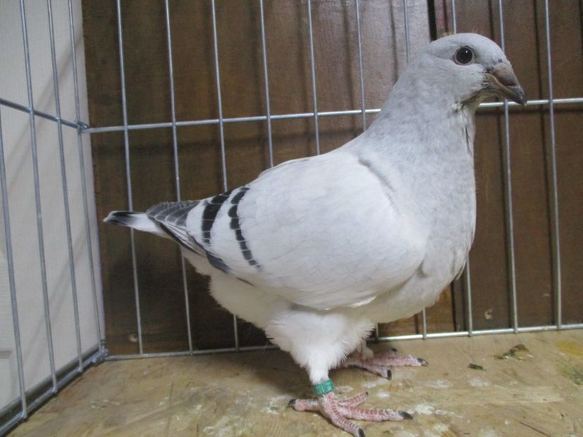 10275-19 - Tineret 2019