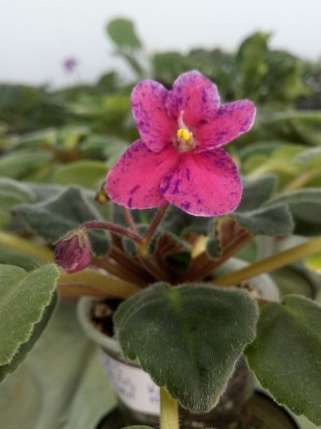 16 oct - ZZ Mac s Circus Clown