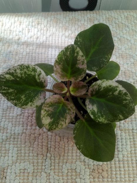 10 oct - Champagne Pink