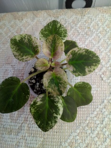 24 oct - Champagne Pink