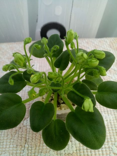 10 oct - Emerald Bells