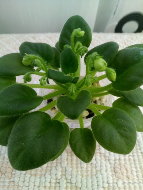 19 sept - Emerald Bells