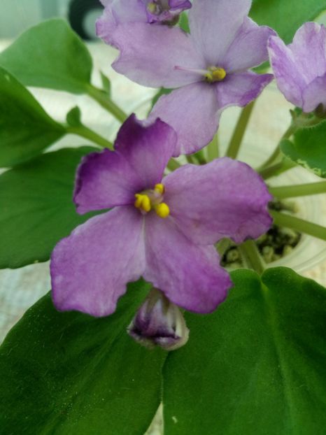 10 oct - ZZ DS Kankan