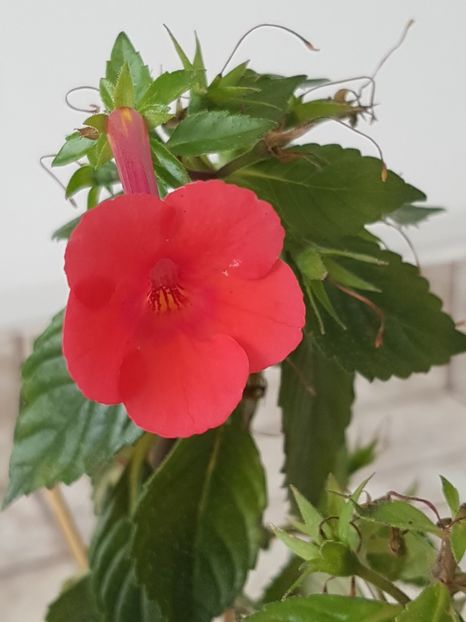 Ultima floare Orange Delight - Achimenes 2019