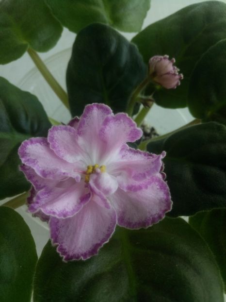 10 oct - ZZ LE Marzipan Rose