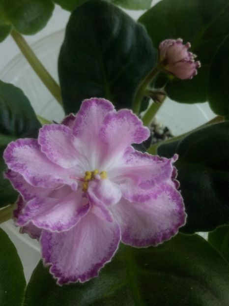 10 oct - ZZ LE Marzipan Rose