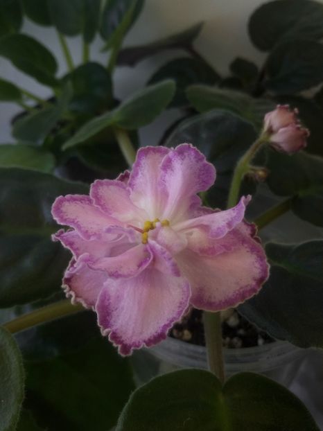 10 oct - ZZ LE Marzipan Rose