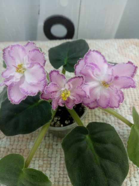 16 oct - ZZ LE Marzipan Rose