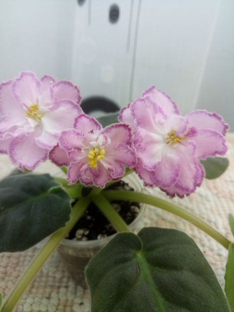 16 oct - ZZ LE Marzipan Rose