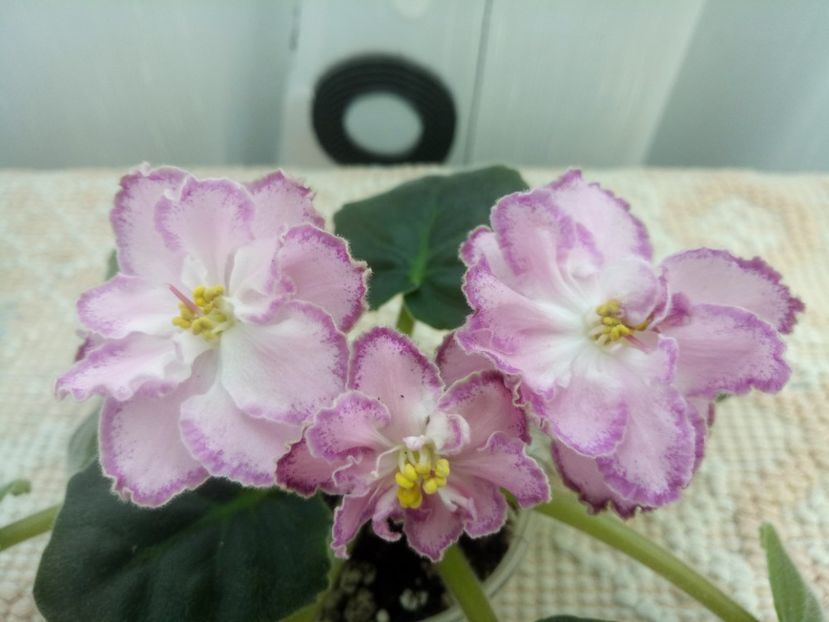 16 oct - ZZ LE Marzipan Rose