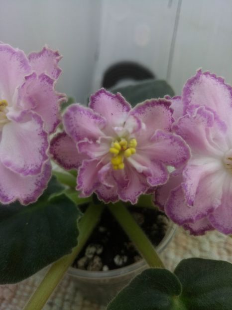 16 oct - ZZ LE Marzipan Rose