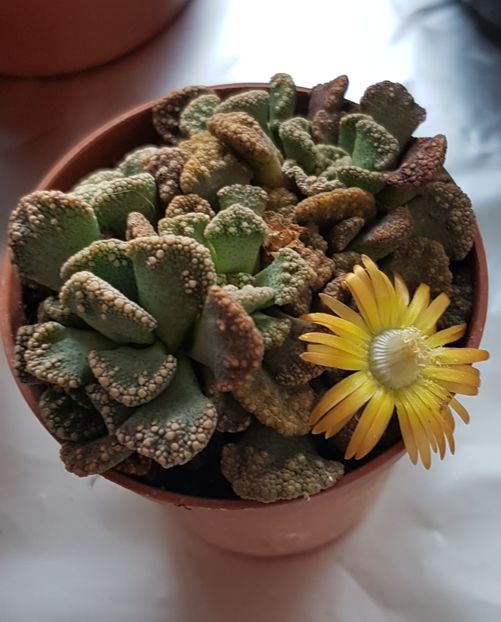 Titanopsis calcarea - Cactusi si plante suculente 2017-2018-2019