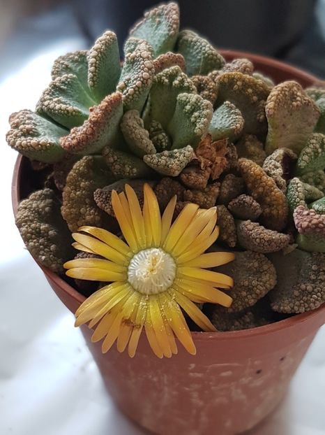 Titanopsis calcarea - Cactusi si plante suculente 2017-2018-2019