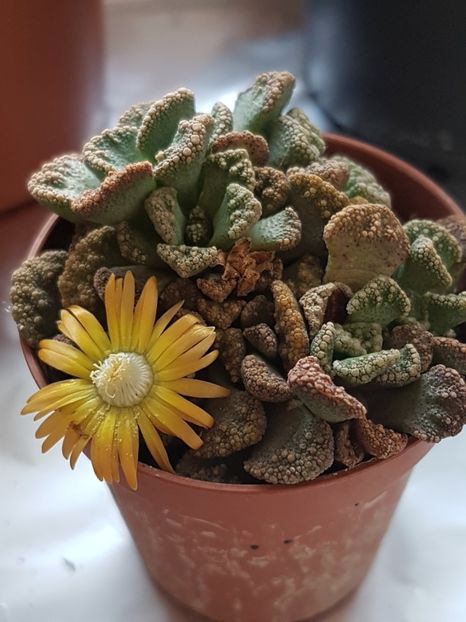 Titanopsis calcarea - Cactusi si plante suculente 2017-2018-2019