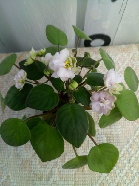 24 oct - Pink Mint