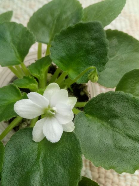 16 oct - ZZ Senk s Alchemy Parakeet