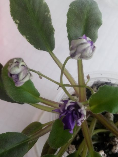 10 oct - Senk s Azalea Trail