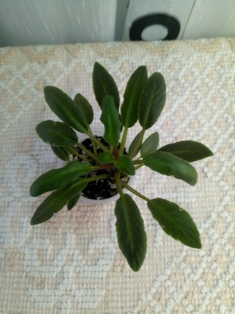 24 oct - Senk s Azalea Trail