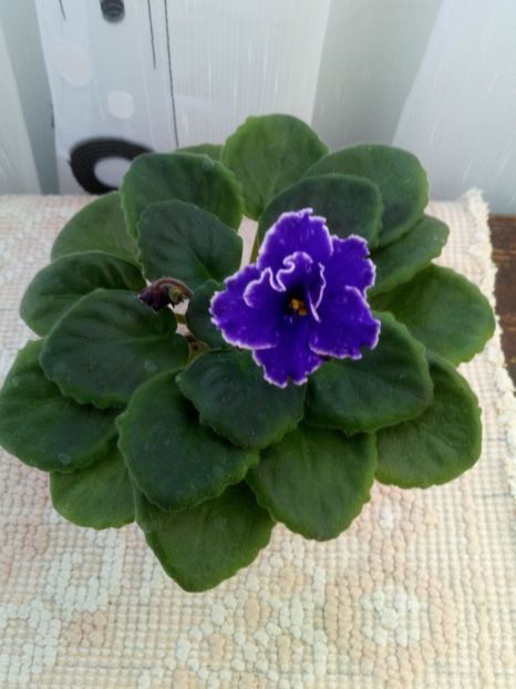 10 oct - ZZ Grape Glory