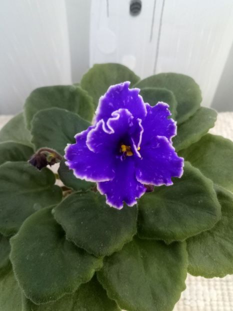 10 oct - ZZ Grape Glory